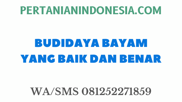 BUDIDAYA BAYAM YANG BAIK DAN BENAR